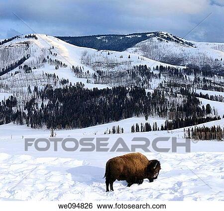 Lone Bison in winter at sunset grazing in Lamar Valley in Yellowstone Wyoming View Large Photo Image Stock Photograph - Lone Bison in winter at sunset grazing in Lamar Valley in Yellowstone Wyoming. Fotosearch