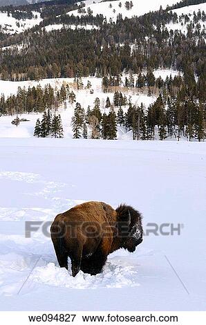Stock Photo - Lone Bison pausing from clearing snow to graze in Soda Butte Canyon Yellowstone Wyoming. Fotosearch