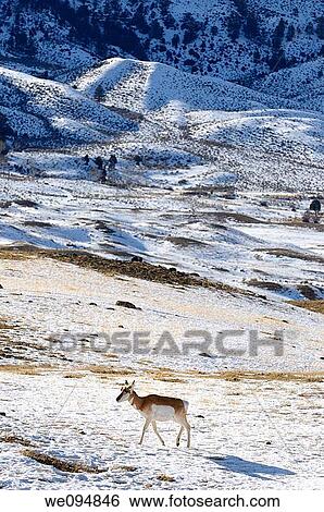 Lone Pronghorn Antelope in winter at Old Yellowstone Trail South Gardiner Montana View Large Photo Image Stock Photograph - Lone Pronghorn Antelope in winter at Old Yellowstone Trail South Gardiner Montana. Fotosearch