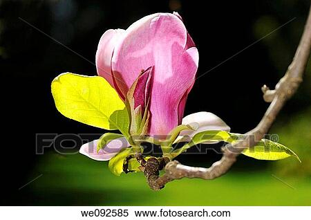 Stock Photography - Magnolia flower buds. Fotosearch