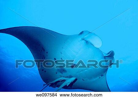 Maldives north male atoll lankan a giant manta ray manta birostris View Large Photo Image Picture - Maldives north male atoll lankan a giant manta ray manta birostris. Fotosearch