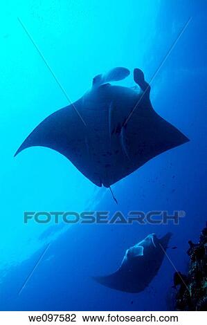 Stock Image - Maldives north male atoll lankan two giant manta ray manta birostris around the cleaning station named manta point. Fotosearch
