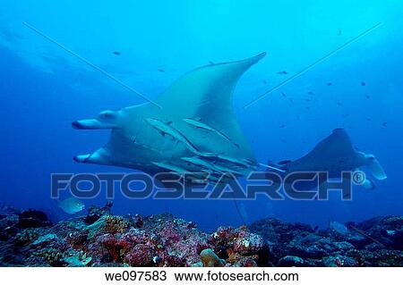 Stock Image - Maldives north male atoll lankan two giant manta ray manta birostris around the cleaning station named manta point. Fotosearch