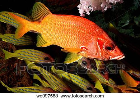 Maldives south ari atoll maalhos a sabre squirrelfish sargocentron spiniferum among blue stripped snapper fishes lutjanus kasmir View Large Photo Image Stock Photo - Maldives south ari atoll maalhos a sabre squirrelfish sargocentron spiniferum among blue stripped snapper fishes lutjanus kasmir. Fotosearch