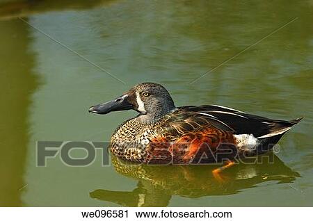 Male Australasian Shoveler Anas rhynchotis View Large Photo Image Stock Image - Male Australasian Shoveler Anas rhynchotis. Fotosearch