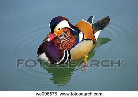 Male Mandarin Duck, Aix galericulata View Large Photo Image Stock Photograph - Male Mandarin Duck, Aix galericulata. Fotosearch