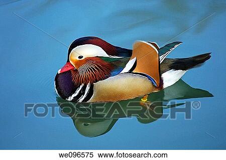 Stock Photography - Male Mandarin Duck, Aix galericulata. Fotosearch