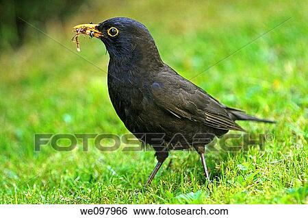 Stock Photograph - Male of Common Blackbird eating an earthworm, Turdus merula. Fotosearch