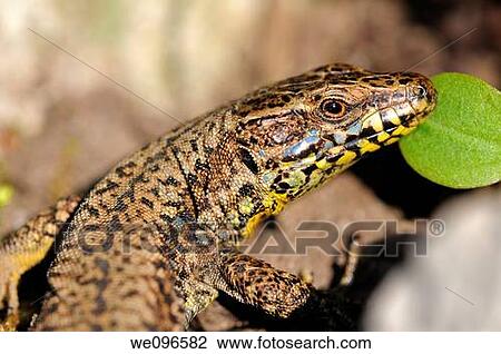 Stock Image - Male of common wall lizard, Podarcis muralis. Fotosearch