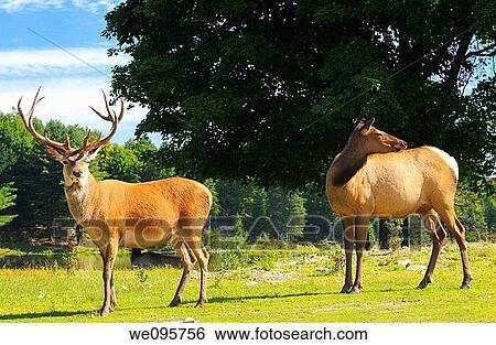 Male Red Deer stag and Female Elk in Park Omega Quebec nature preserve View Large Photo Image Stock Photograph - Male Red Deer stag and Female Elk in Park Omega Quebec nature preserve. Fotosearch