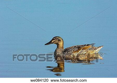 Mallard (Anas platyrhynchos) at Tweed River, Kelso. Scottish Borders, Scotland, UK View Large Photo Image Stock Image - Mallard (Anas platyrhynchos) at Tweed River, Kelso. Scottish Borders, Scotland, UK. Fotosearch