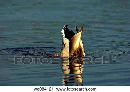 Mallard (Anas platyrhynchos) at Tweed River, Kelso. Scottish Borders, Scotland, UK View Large Photo Image Stock Image - Mallard (Anas platyrhynchos) at Tweed River, Kelso. Scottish Borders, Scotland, UK. Fotosearch