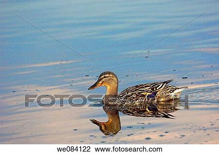Mallard (Anas platyrhynchos) at Tweed River, Kelso. Scottish Borders, Scotland, UK View Large Photo Image Stock Image - Mallard (Anas platyrhynchos) at Tweed River, Kelso. Scottish Borders, Scotland, UK. Fotosearch