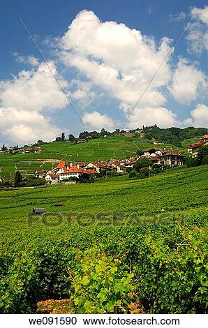 Man-made landscape with vineyards near Riex, UNESCO World Heritage site Lavaux, Vaud, Switzerland View Large Photo Image Stock Image - Man-made landscape with vineyards near Riex, UNESCO World Heritage site Lavaux, Vaud, Switzerland. Fotosearch