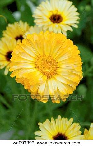 Many different colored Calendulas View Large Photo Image Stock Photo - Many different colored Calendulas. Fotosearch