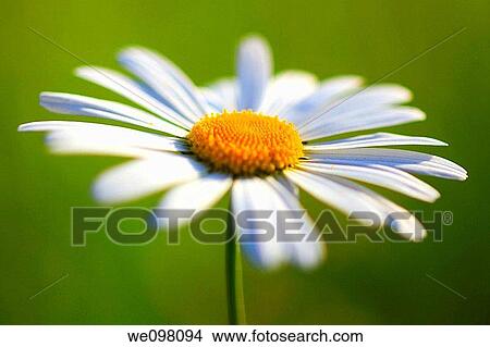 Margerite, Leucanthemum vulgare, oxeye daisy, Switzerland, View Large Photo Image Picture - Margerite, Leucanthemum vulgare, oxeye daisy, Switzerland,. Fotosearch