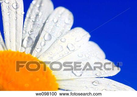 Margerite, Leucanthemum vulgare, oxeye daisy, Switzerland, View Large Photo Image Stock Image - Margerite, Leucanthemum vulgare, oxeye daisy, Switzerland,. Fotosearch