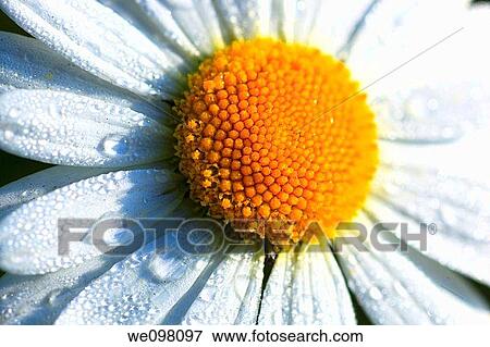 Margerite, Leucanthemum vulgare, oxeye daisy, Switzerland, View Large Photo Image Stock Photo - Margerite, Leucanthemum vulgare, oxeye daisy, Switzerland,. Fotosearch