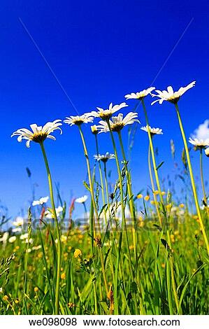 Margerite, Leucanthemum vulgare, oxeye daisy, Switzerland, View Large Photo Image Stock Photo - Margerite, Leucanthemum vulgare, oxeye daisy, Switzerland,. Fotosearch