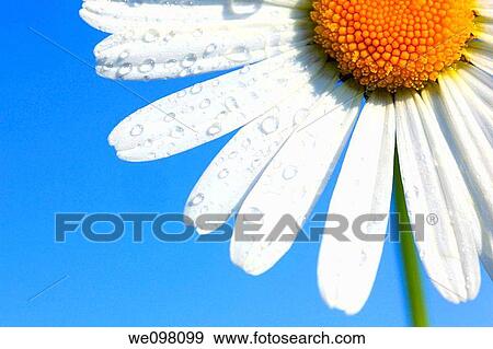 Margerite, Leucanthemum vulgare, oxeye daisy, Switzerland, View Large Photo Image Stock Photo - Margerite, Leucanthemum vulgare, oxeye daisy, Switzerland,. Fotosearch
