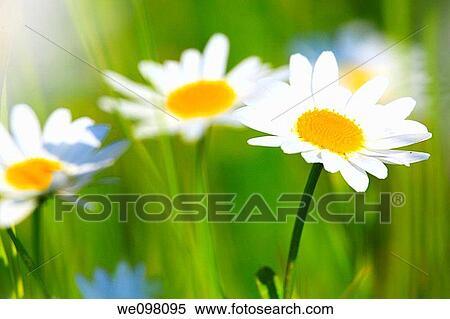 Margerite, Leucanthemum vulgare, oxeye daisy, Switzerland, View Large Photo Image Stock Photography - Margerite, Leucanthemum vulgare, oxeye daisy, Switzerland,. Fotosearch