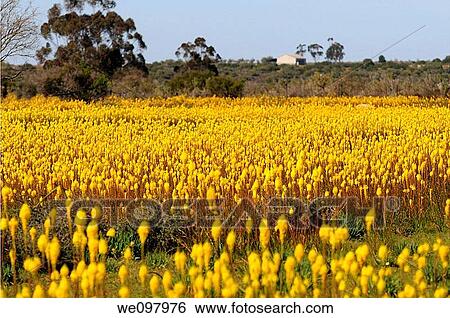 Mass display of Bulbinella latifolia, rooikatstert, Bokkeveld Plateau, Namaqualand, South Africa View Large Photo Image Stock Photograph - Mass display of Bulbinella latifolia, rooikatstert, Bokkeveld Plateau, Namaqualand, South Africa. Fotosearch