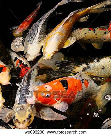 Stock Image - Mass of colorful Koi fish coming to the surface of the pond water at night to feed. Fotosearch