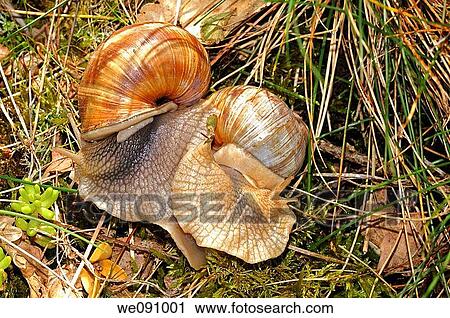 Mating Burgundy Snails, Roman Snails, Helix pomatia View Large Photo Image Stock Image - Mating Burgundy Snails, Roman Snails, Helix pomatia. Fotosearch
