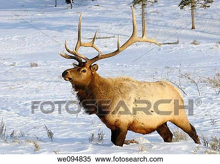 Mature bull elk with antlers walking in deep snow at Blacktail Deer Plateau Yellowstone National Park View Large Photo Image Stock Photography - Mature bull elk with antlers walking in deep snow at Blacktail Deer Plateau Yellowstone National Park. Fotosearch