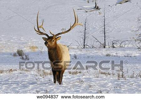 Mature male elk with antlers in winter at Blacktail Deer Plateau Yellowstone National Park View Large Photo Image Stock Photo - Mature male elk with antlers in winter at Blacktail Deer Plateau Yellowstone National Park. Fotosearch