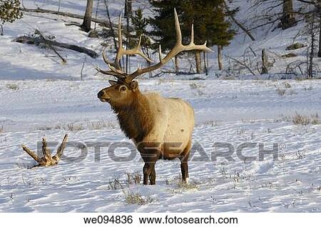Mature male elk with antlers walking in snow at Blacktail Deer Plateau Yellowstone National Park View Large Photo Image Stock Photograph - Mature male elk with antlers walking in snow at Blacktail Deer Plateau Yellowstone National Park. Fotosearch