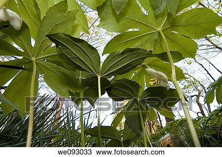 Mayapple, Seen from Ground Level, A Bug's Eye View View Large Photo Image Stock Image - Mayapple, Seen from Ground Level, A Bug's Eye View. Fotosearch