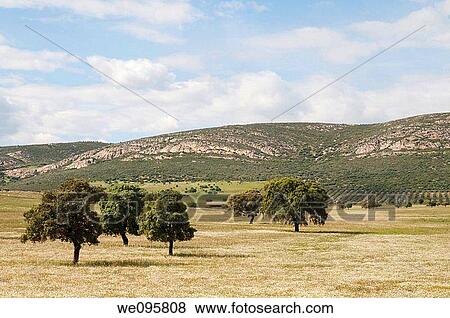 Meadow. Puertollano, Ciudad Real province, Castilla La Mancha, Spain. View Large Photo Image Stock Photo - Meadow. Puertollano, Ciudad Real province, Castilla La Mancha, Spain.. Fotosearch