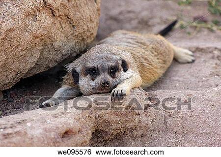 Stock Photograph - Meerkat Suricata suricatta. Fotosearch
