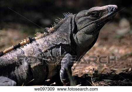 Mexico yucatan state uxmal portrait of an iguana View Large Photo Image Stock Photo - Mexico yucatan state uxmal portrait of an iguana. Fotosearch