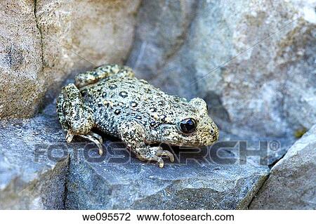 Midwife Toad Alytes obstetricans View Large Photo Image Stock Image - Midwife Toad Alytes obstetricans. Fotosearch