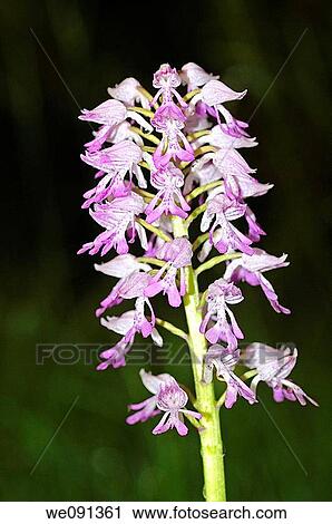 Military Orchid, Orchis militaris, Orchid View Large Photo Image Stock Image - Military Orchid, Orchis militaris, Orchid. Fotosearch