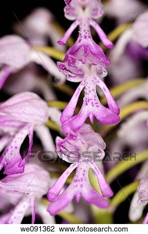 Stock Image - Military Orchid, Orchis militaris, Orchid. Fotosearch