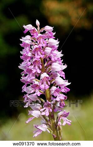 Stock Image - Military Orchid, Orchis militaris, Orchid. Fotosearch