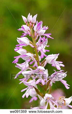 Military Orchid, Orchis militaris, Orchid View Large Photo Image Stock Photo - Military Orchid, Orchis militaris, Orchid. Fotosearch