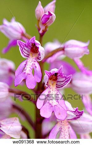 Military Orchid, Orchis militaris, Orchid View Large Photo Image Stock Photo - Military Orchid, Orchis militaris, Orchid. Fotosearch