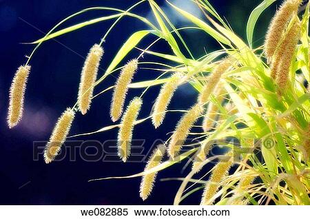 Millet. Panicum miliaceum. August 2007. Maryland, USA. View Large Photo Image Stock Photography - Millet. Panicum miliaceum. August 2007. Maryland, USA.. Fotosearch