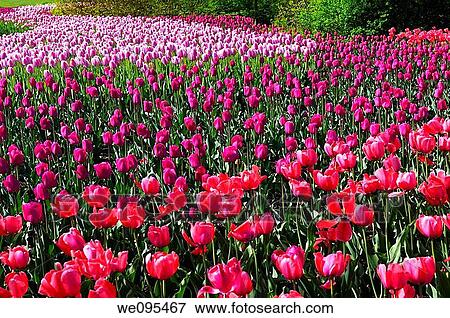 Mixed bed of Red Impression Barcelona and Ollioules Tulips at the Ottawa Tulip Festival View Large Photo Image Stock Photo - Mixed bed of Red Impression Barcelona and Ollioules Tulips at the Ottawa Tulip Festival. Fotosearch