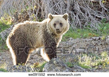 Morning sunlight backlights a wild? silvertip? Grizzly Bear on Dunraven Pass in Yellowstone Park View Large Photo Image Stock Image - Morning sunlight backlights a wild? silvertip? Grizzly Bear on Dunraven Pass in Yellowstone Park. Fotosearch