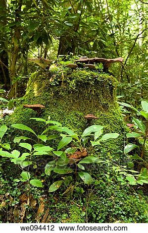 Stock Image - Moss Covered Stump, Greenbrier Area, Great Smoky Mtns Nat Park, TN. Fotosearch