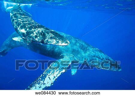 Mother and newborn calf humpback whale Megaptera novaeangliae underwater in the AuAu Channel between the islands of Maui and Lanai, Hawaii, USA This calf was probably born only a few days to a few weeks ago Each year humpback whales return to these wa View Large Photo Image Stock Image - Mother and newborn calf humpback whale Megaptera novaeangliae underwater in the AuAu Channel between the islands of Maui and Lanai, Hawaii, USA This calf was probably born only a few days to a few weeks ago Each year humpback whales return to these wa. Fotosearch