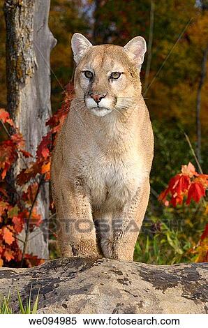 Mountain lion climbing a rock in an Autumn forest with red maple leaves View Large Photo Image Stock Photography - Mountain lion climbing a rock in an Autumn forest with red maple leaves. Fotosearch