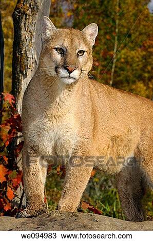 Mountain lion standing on top of a rock in an Autumn forest View Large Photo Image Stock Image - Mountain lion standing on top of a rock in an Autumn forest. Fotosearch