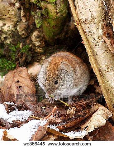 Mouse View Large Photo Image Stock Photography - Mouse. Fotosearch