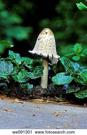 Mushroom & Ivy, East Tennessee View Large Photo Image Stock Image - Mushroom & Ivy, East Tennessee. Fotosearch